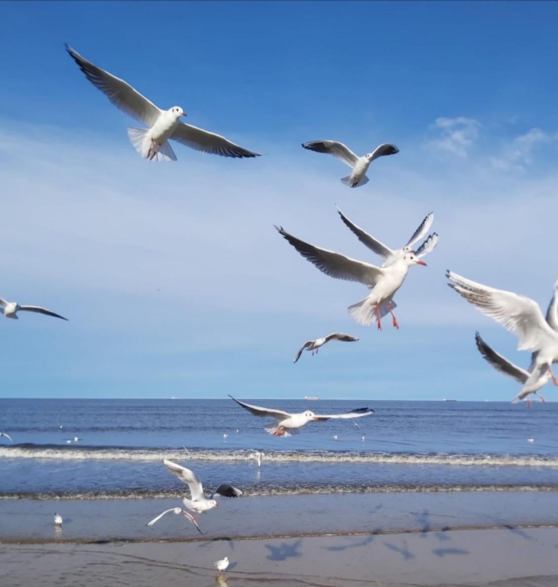 Lange Am Meer Ostseebad Heringsdorf Exterior foto